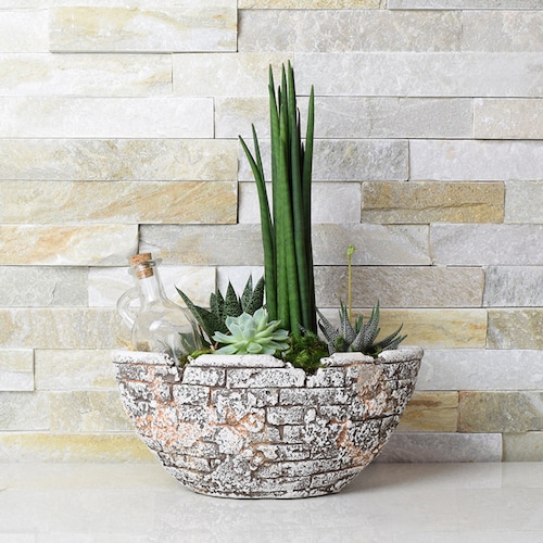 Buy The Potted Succulent Garden