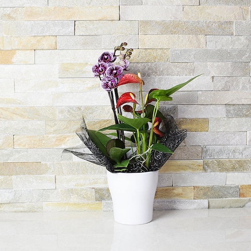 Buy This Exquisite Orchid And Anthurium Arrangement