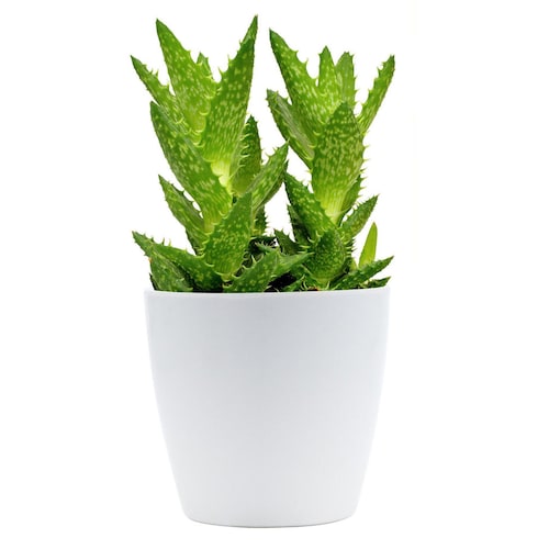 Buy Twisted Green Cactus Plant