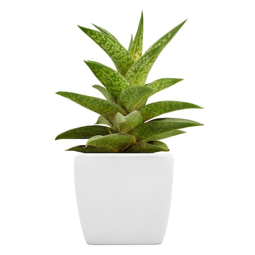 Buy A Green Aloe Potted Plant