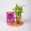 Buy Bamboo Plants With Celebration Pack Hamper