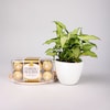 Buy Syngonium Plant With Ferrero Rocher Combo