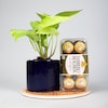 Buy Money Plant With Ferrero Rocher Combo