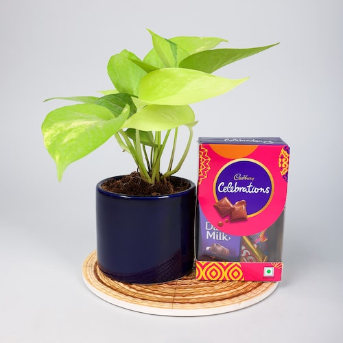 Buy Money Plant With Celebration Pack Combo