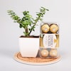 Buy Jade Plant With Ferrero Rocher Combo
