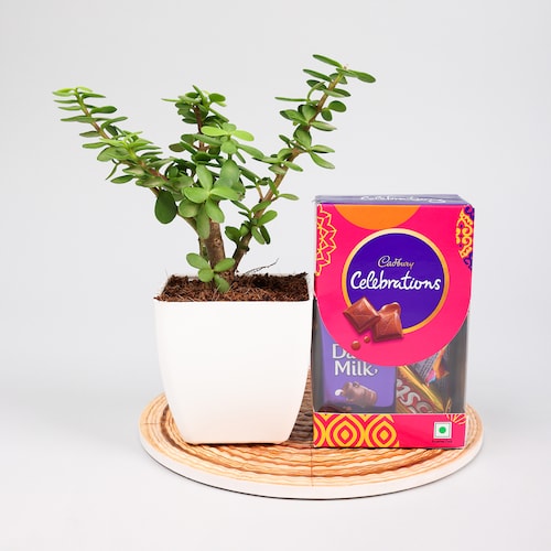 Buy Jade Plant With Celebration Pack