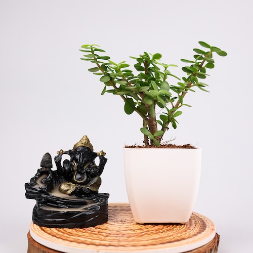 Buy Jade Plant With Smoking Fountain Combo