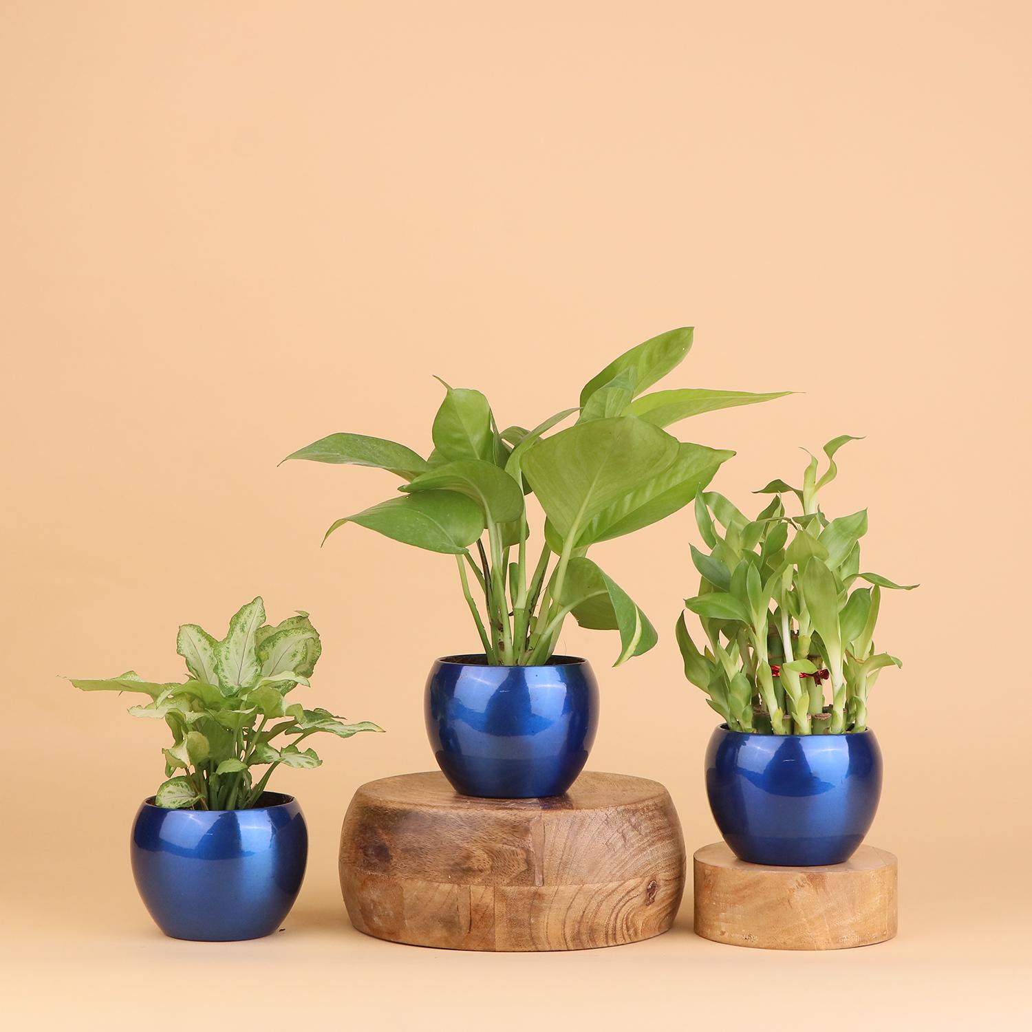 Set of Five Indoor Plants combo | Feng Shui Lucky Plants | Low Mainten –  Gardengram