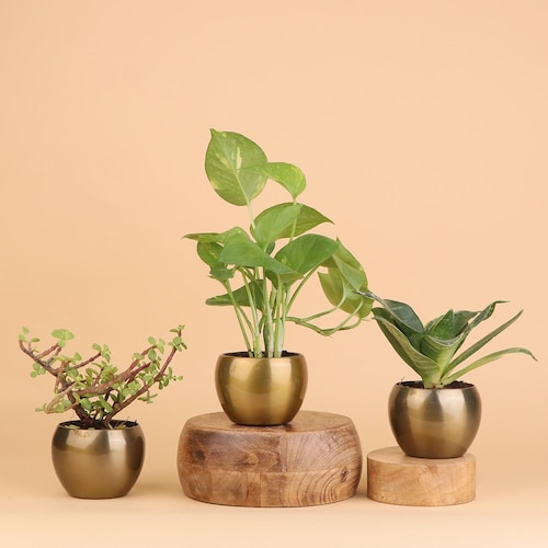 Buy Bring Good Luck Plants Trio