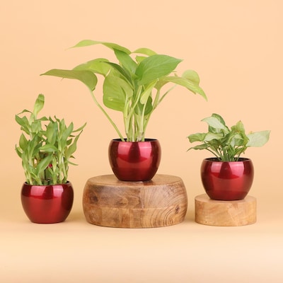 Charming Green Plants Combo