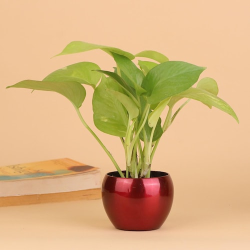Buy Financial WellBeing Effective Plant