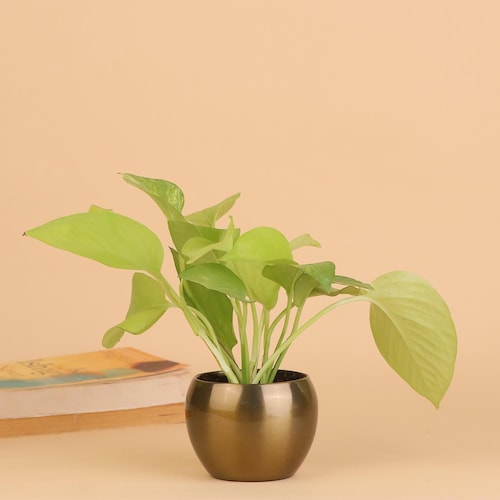 Buy Indoor Attractive Money Plant