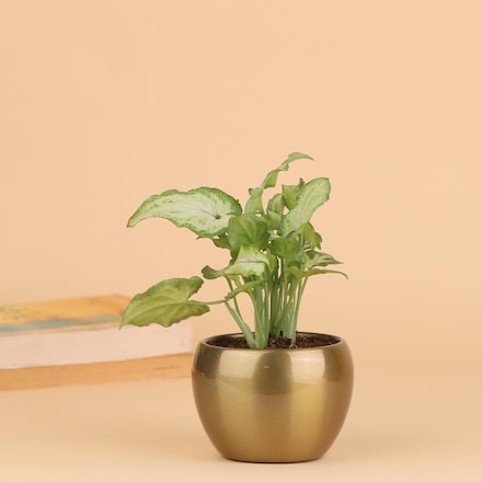 Ferns 'N' Petals 2 layer Lucky Bamboo Plant In Brass Metal Pot : :  Garden & Outdoors