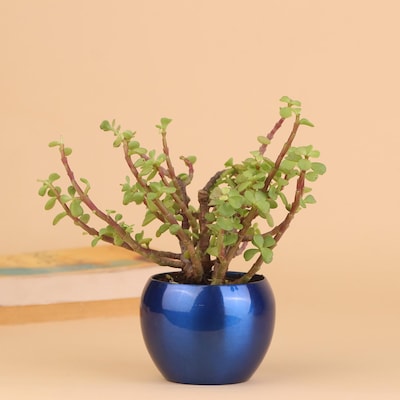 Fortune Jade Plant