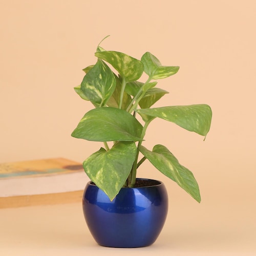 Buy Coin Resembling Money Plant
