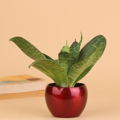 Air Purifying House Plant