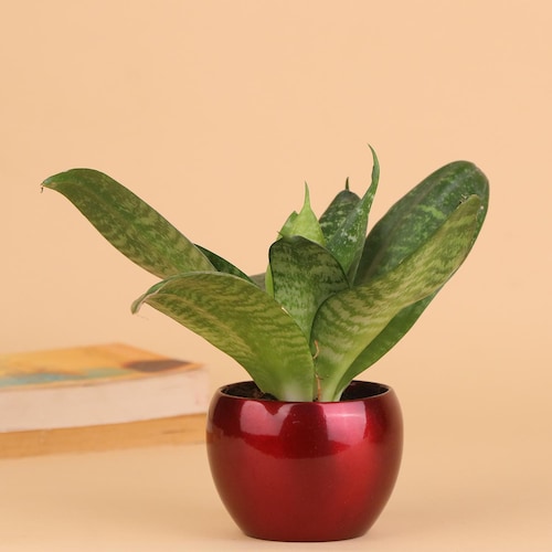Buy Air Purifying House Plant