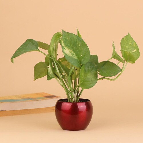 Buy Air Filtering Money Plant