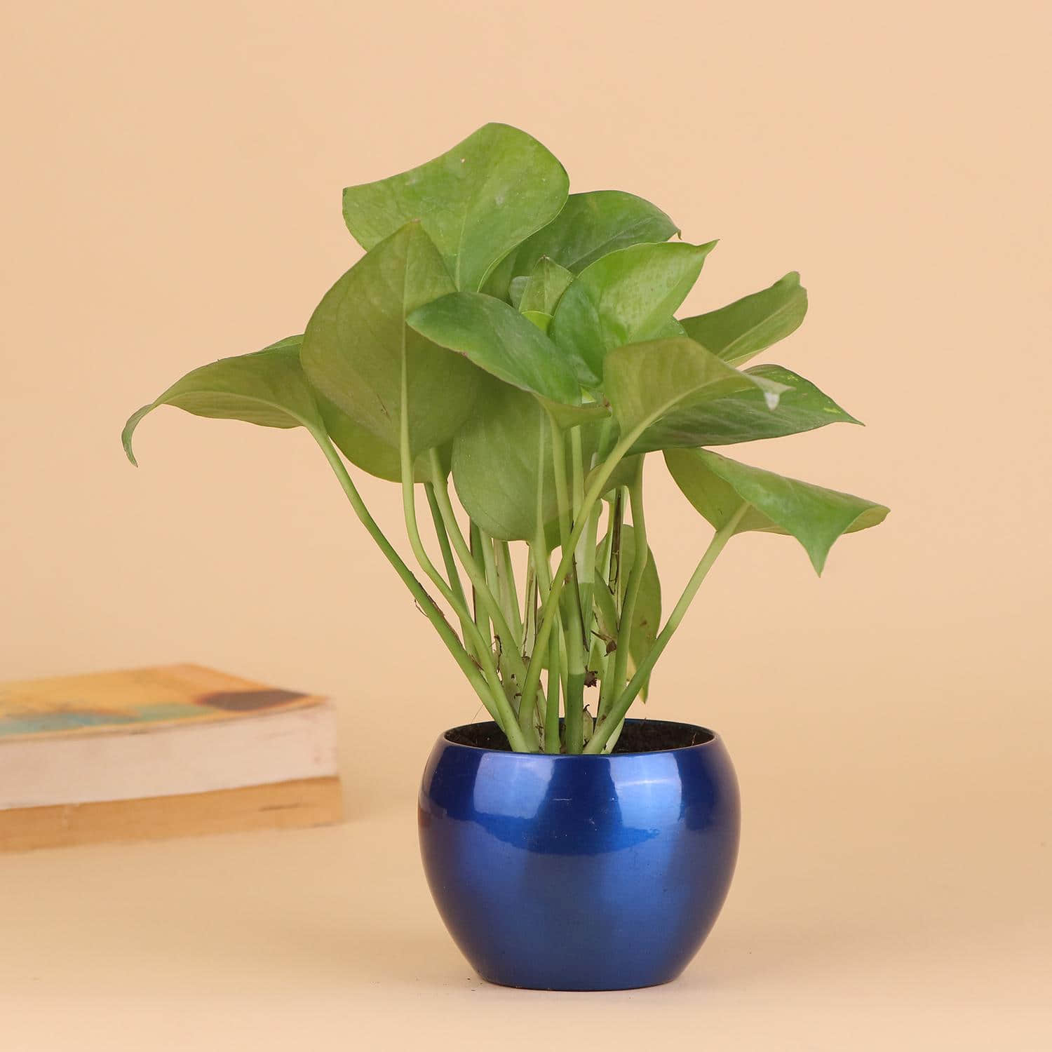 PHULWA Combo of Green money Plant and Pothos Money plant with jute wrapped  Pot for Home & Office Décor |Airpurifying |Plant for Gifting | indoor &  outdoor decoration | Pack of 2 :
