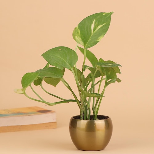 Buy Stress Reliever Green Money Plant