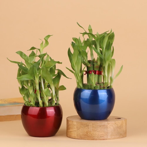 Buy A 2 Layer Bamboo Plant Combo For Love And Happiness