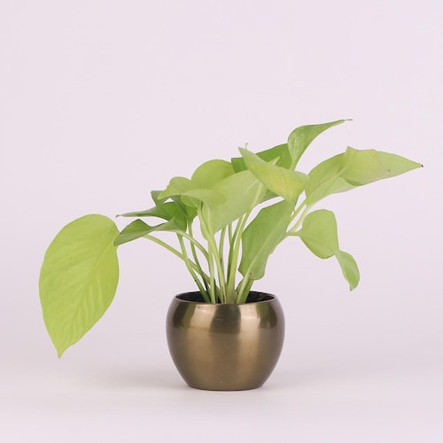 Buy Peaceful Green Money Plant