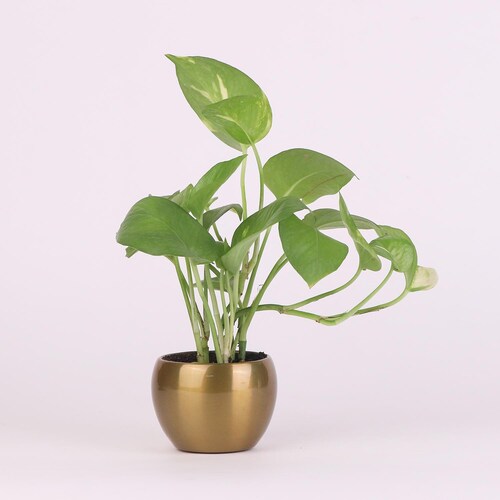 Buy Most Popular Natural Green Money Plant