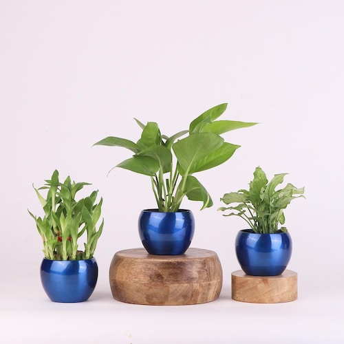 Buy Combo Of 3 Plants Gratification