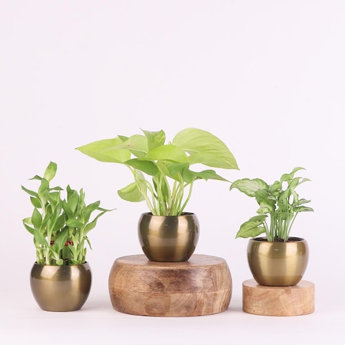 Buy Lucky Thoughts Plants Trio