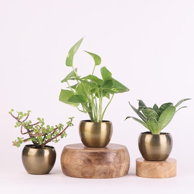 Feel Blessed Plant Combo Gift