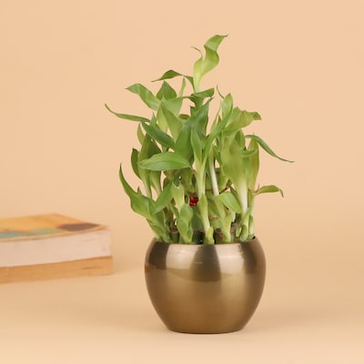 2 Layer Bamboo Plant In A Vase