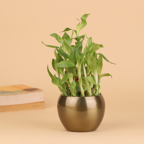 Buy 2 Layer Bamboo Plant In A Vase