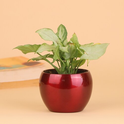 Buy Striking Syngonium Plant Gift