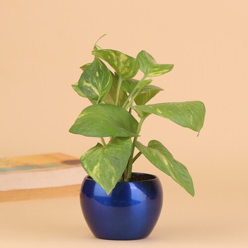 Buy Indoor Air Purifier Plant Gift For Home
