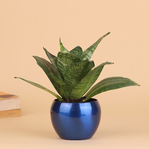 Buy Truly Remarkable Green Sansevieria Plant