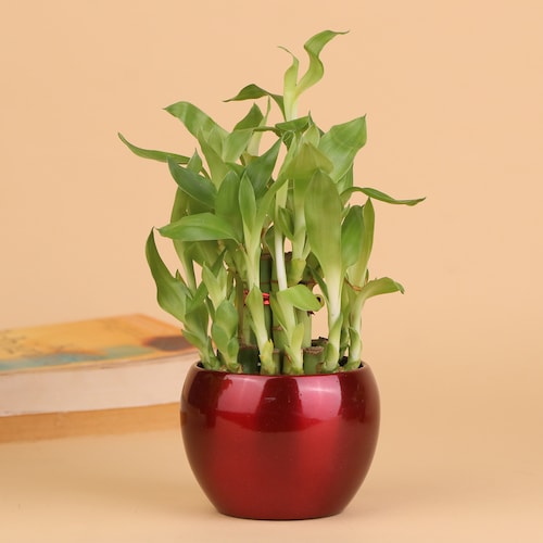 Buy Attractive 2 Layer Bamboo Plant