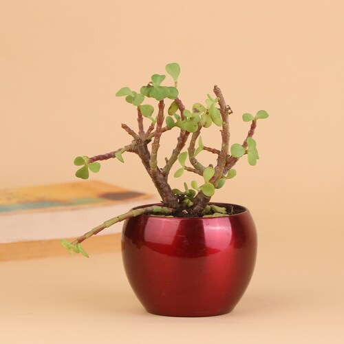 Buy Jade Plant Potted Love