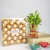 Buy Crunchy Ferrero Rocher Bamboo Plant N Diyas