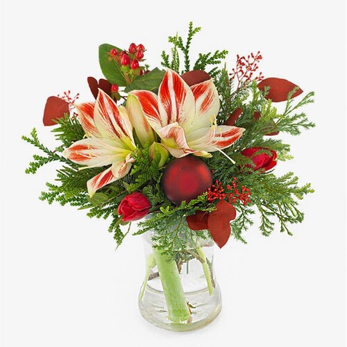 Buy Amaryllis Lovely Bunch