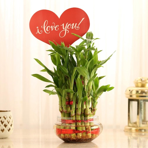 Buy I Love You Bamboo Plant