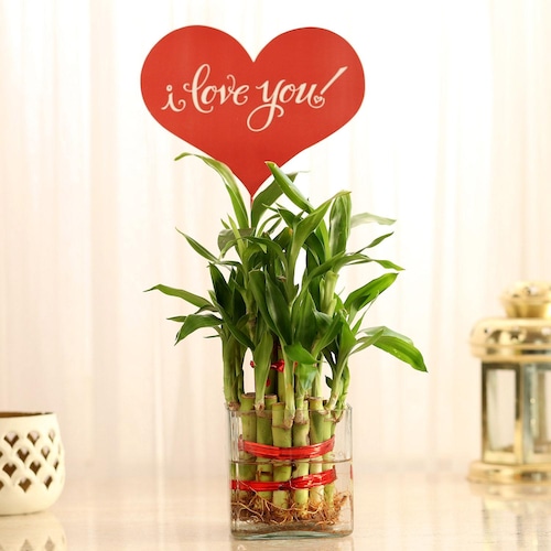 Buy Incredible Love Bamboo Plant