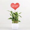 Buy Love Message Bamboo Plant