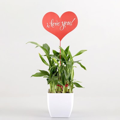Love Message Bamboo Plant