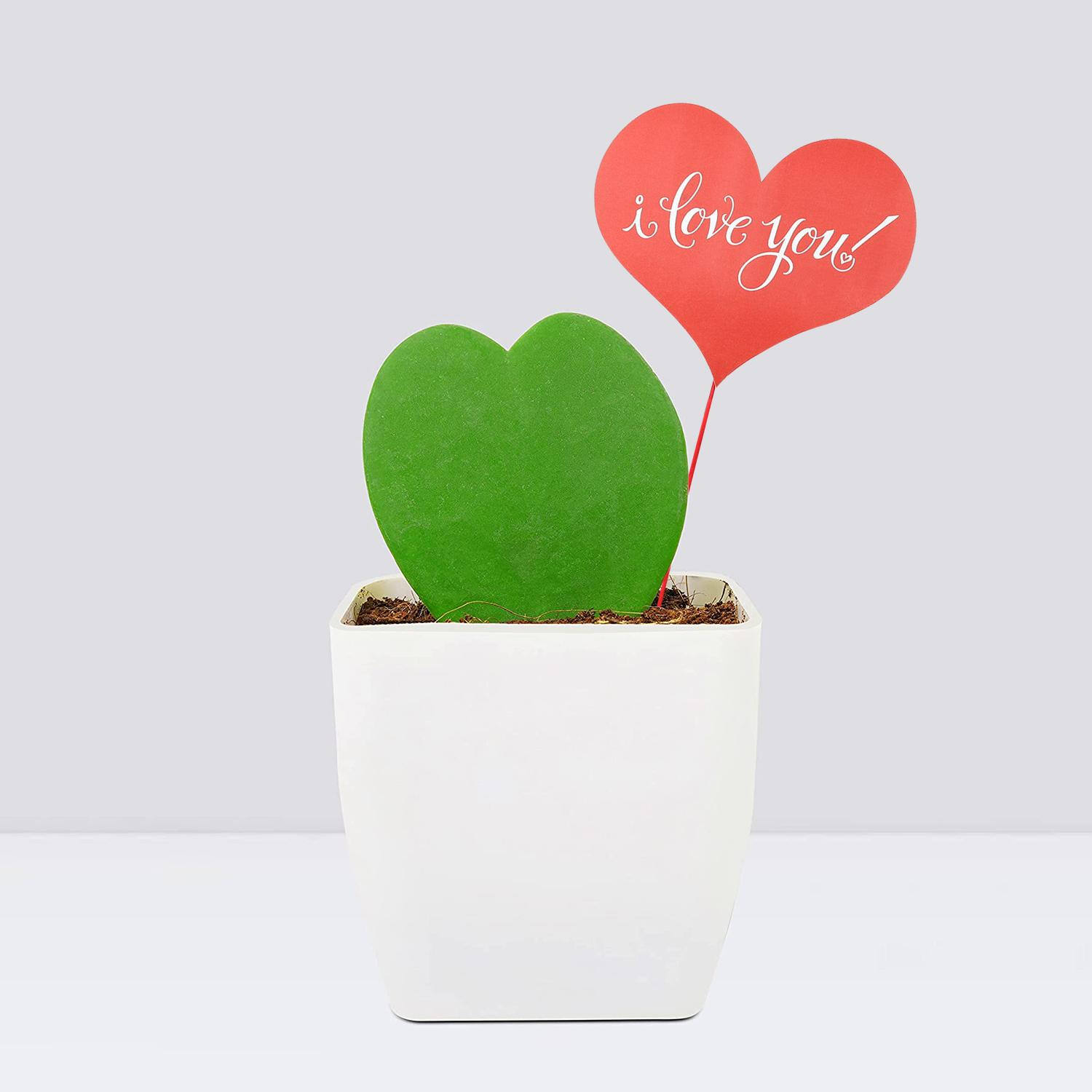 Buy/Send Money Plant Love Gift Online- FNP