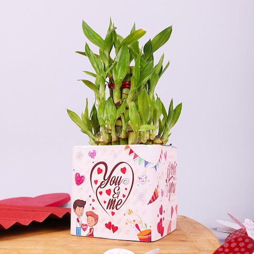 Buy Lucky Love Bamboo Plant