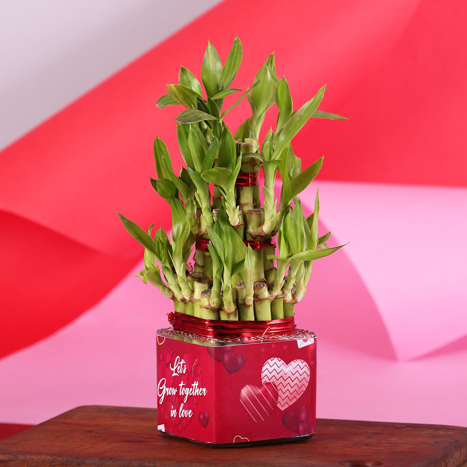 Morandi Brown gray lucky bamboo opening gift housewarming house promotion  festival gift combination potted plants - Shop dw-luckybamboo Plants -  Pinkoi