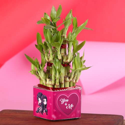 Buy You And Me Lucky Bamboo Plant