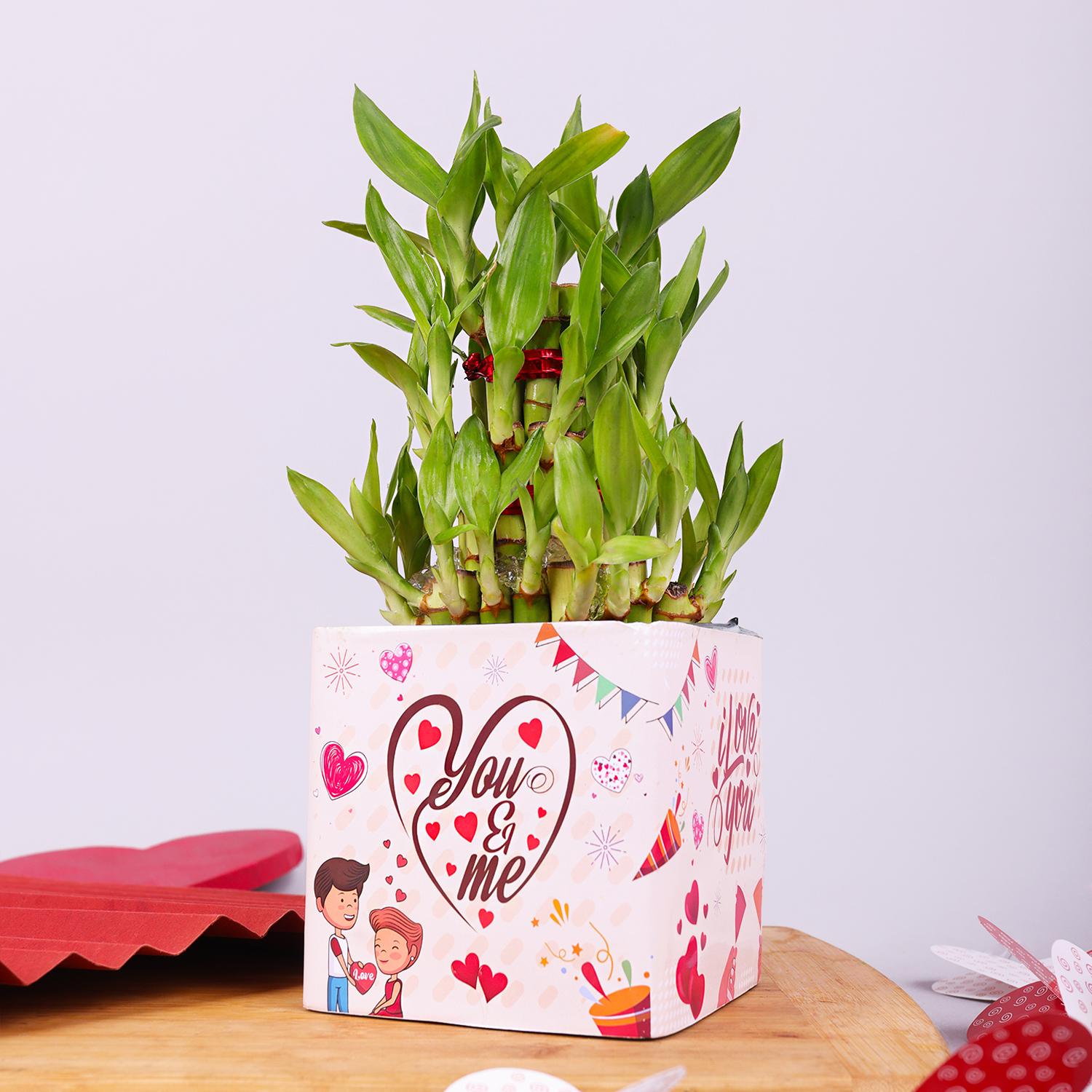 Pride Month Gift Live Plant(Arelia) with pot & quotes Love is Love Gifts