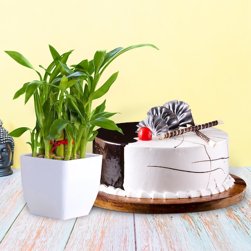 Buy Choco Vanilla Cake With Bamboo Plant