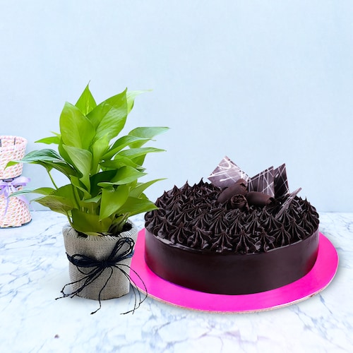 Buy Chocolate Truffle Cake With Money Plant